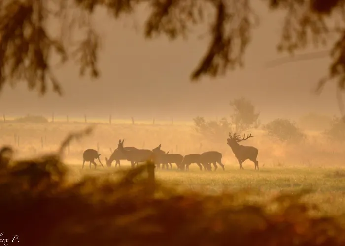 Les 12 Bois Du Cerf