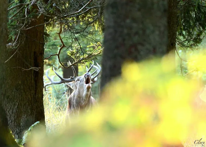 Les 12 Bois Du Cerf