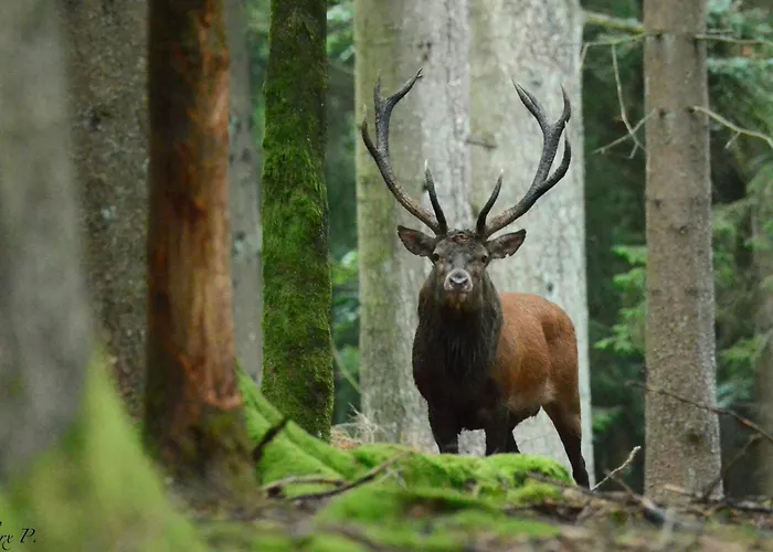 Les 12 Bois Du Cerf