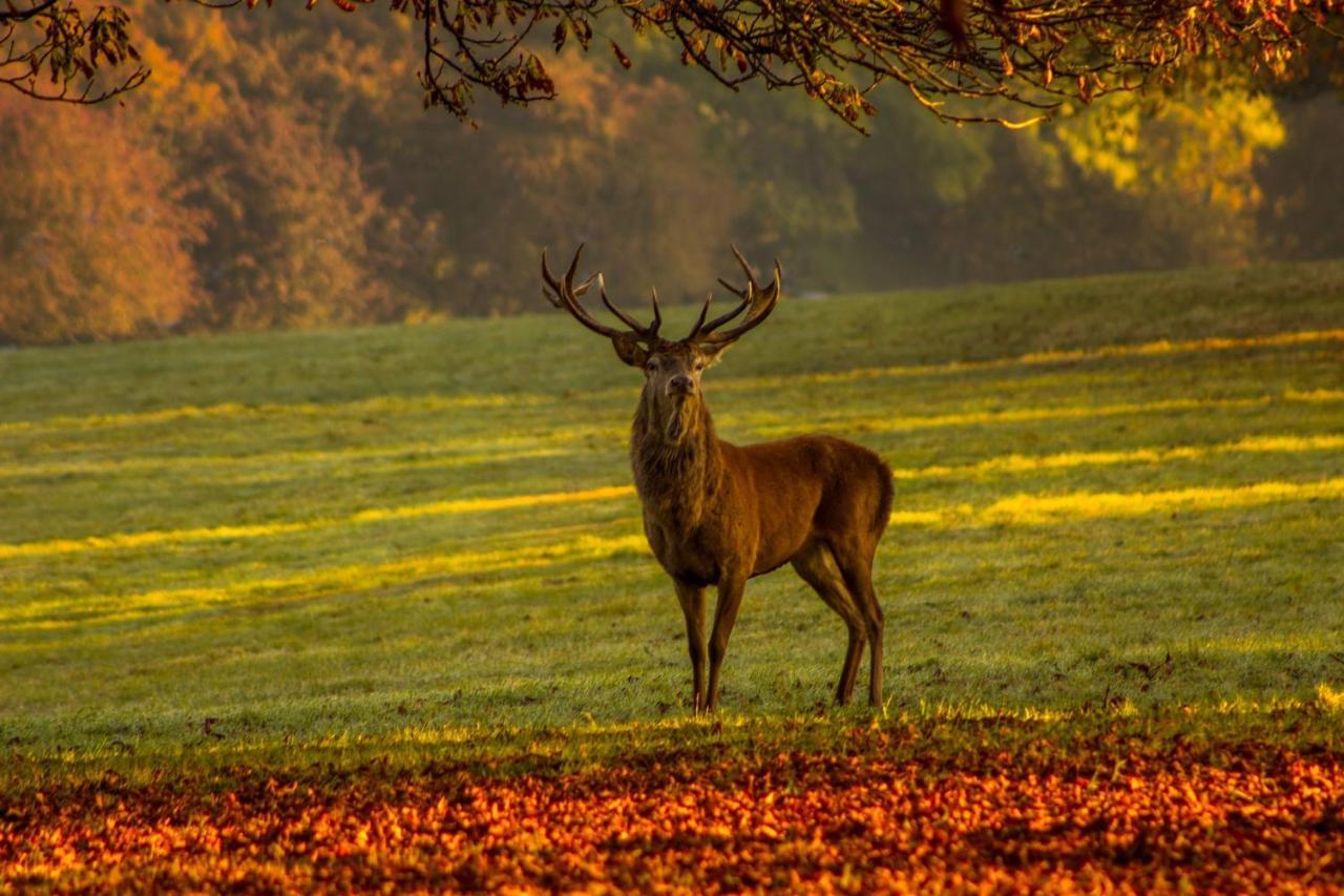 Hébergement de vacances Les 12 Bois Du Cerf Tailles