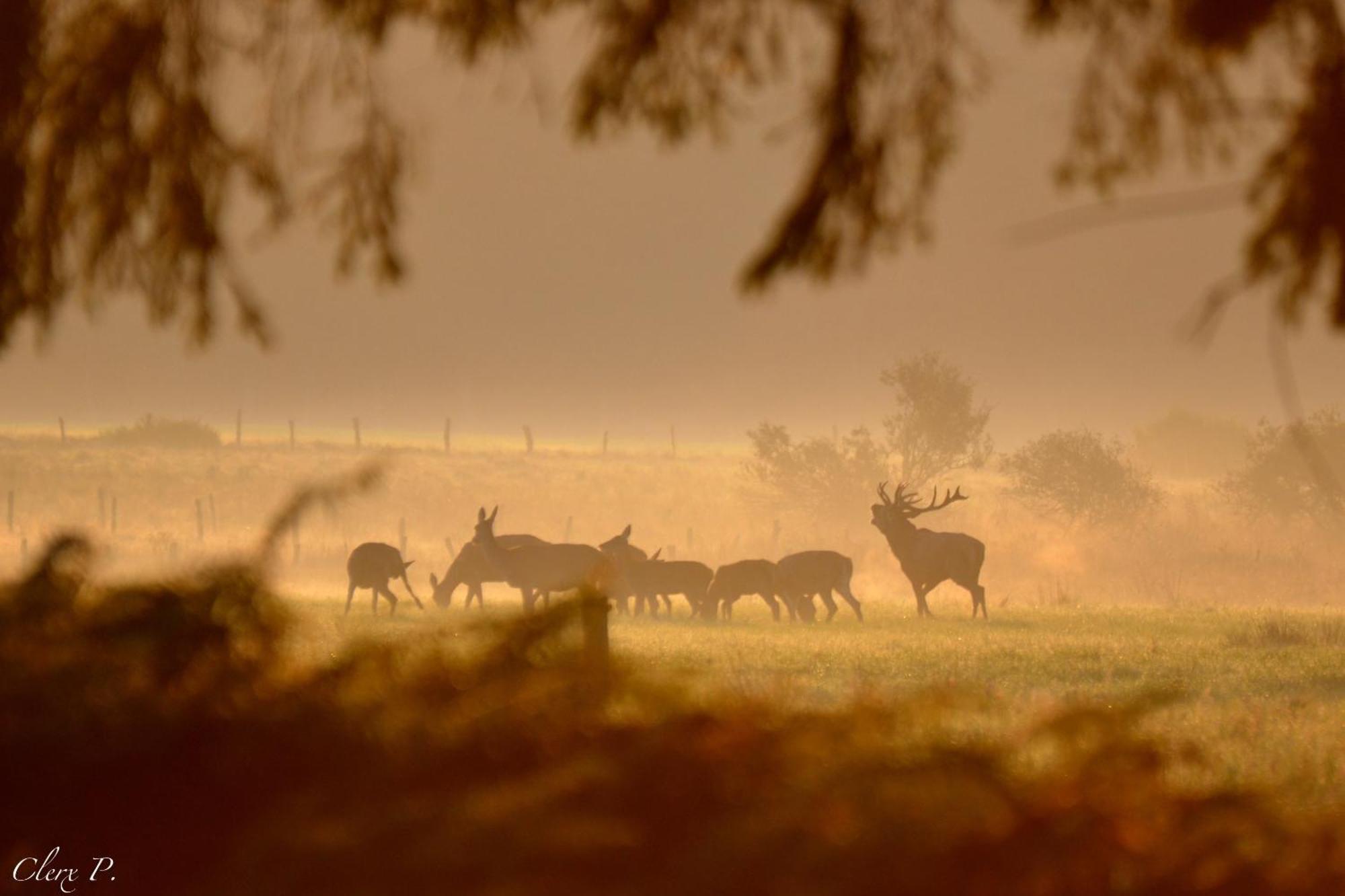 Hébergement de vacances Les 12 Bois Du Cerf Tailles