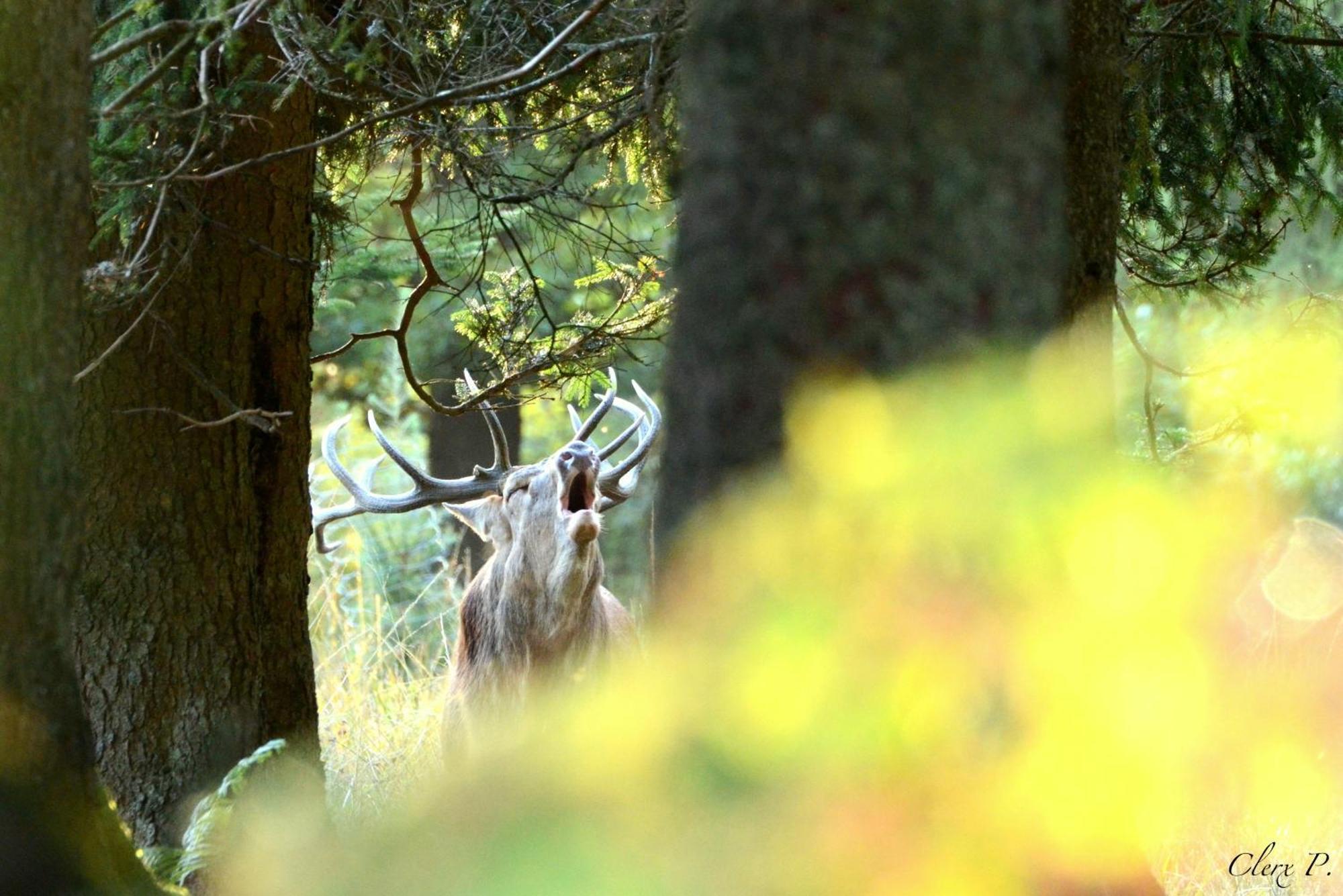 Les 12 Bois Du Cerf Holiday home *