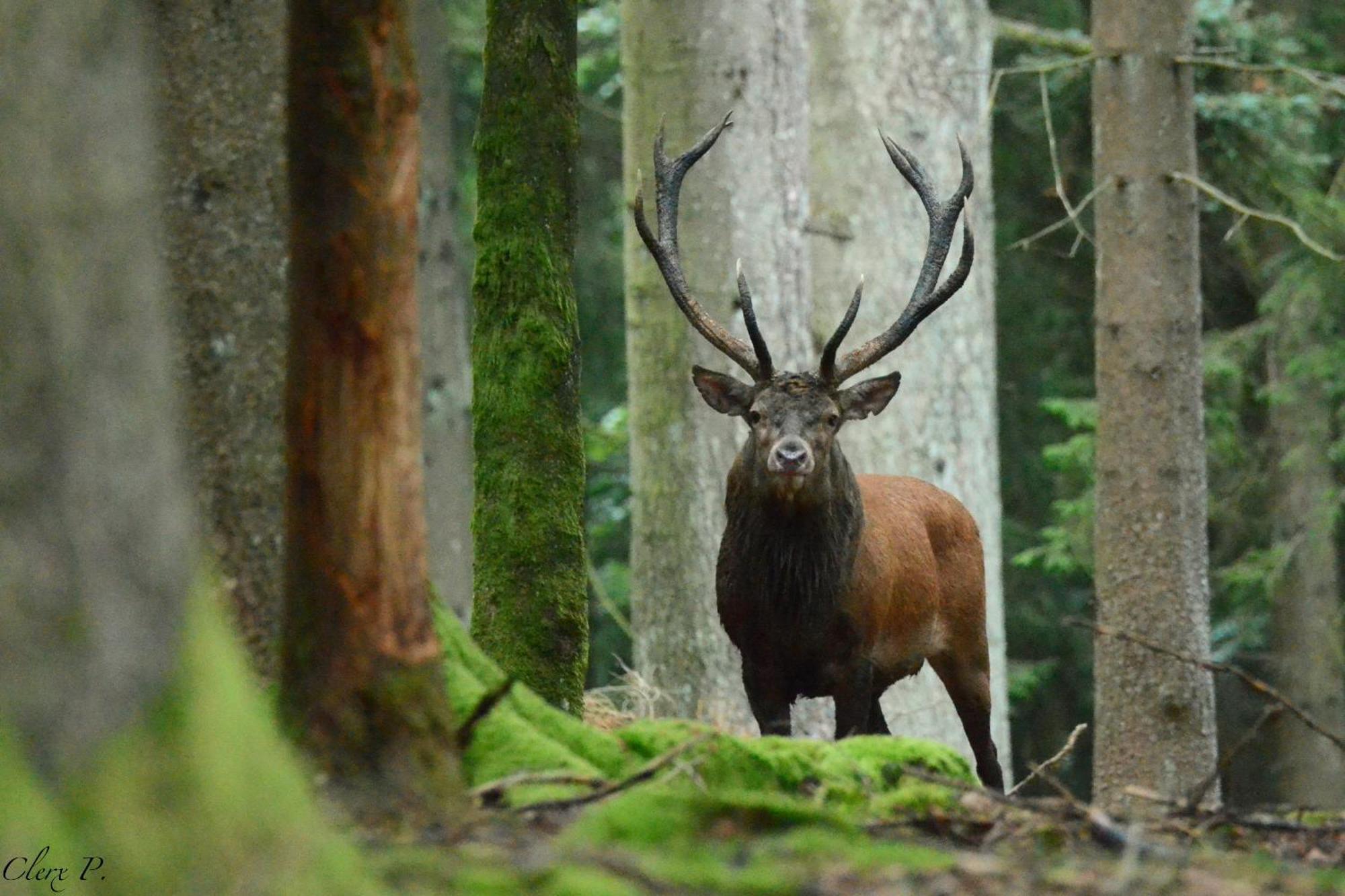Les 12 Bois Du Cerf